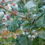 Garden_may_2008_-_04