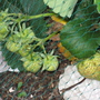 Garden_may_2008_-_05