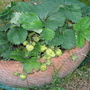 Garden_may_2008_-_08