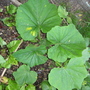 Garden_may_2008_-_10