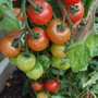 Tomato rainbow