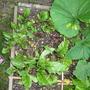 Garden_may_2008_-_11