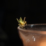 Grasshopper on a storm candle