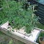 Garden_may_2008_-_19