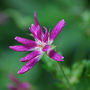 Geranium_oxonianum_thurstonianum_3