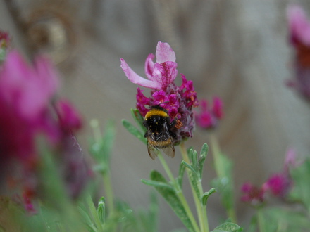 Bee with specks of pollen (Lavandula stoechas)