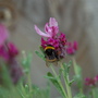 Bee with specks of pollen (Lavandula stoechas)