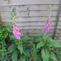 Garden_may_2008_-_24