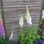 Garden_may_2008_-_26