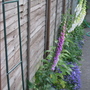 Garden_may_2008_-_27