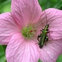 Geranium_a
