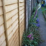 Garden_may_2008_-_28