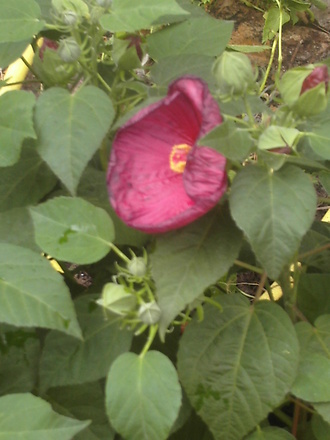 Hibiscus  (Hibiscus moscheutos)