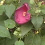 Hibiscus  (Hibiscus moscheutos)