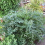Garden_may_2008_-_29