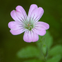 Geranium_gracile