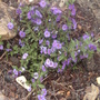 Solanum