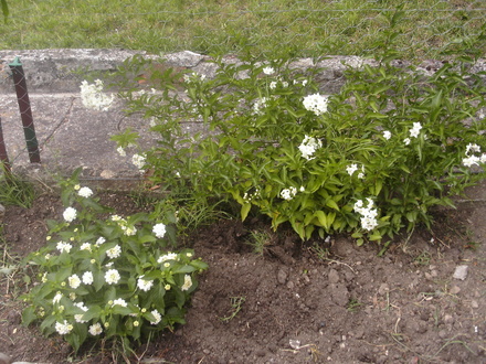 Solanum jasminoides & Lantana camara (Lantana camara)