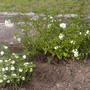 Solanum jasminoides & Lantana camara (Lantana camara)