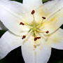 June08_032.HYBRID ORIENTAL LILIES