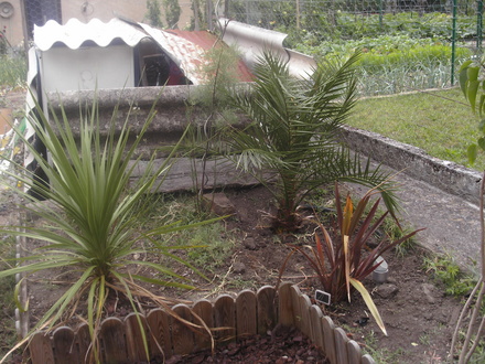 Hubbies spiky corner (Cordyline australis)