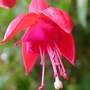 Fuchsia_4