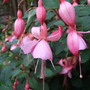 Fuchsia_by_walter