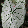 June08_097