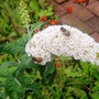 butterfly bush (Buddleja davidii (Butterfly bush))
