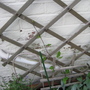 Garden_may_2008_-_46