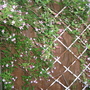 Garden_may_2008_-_50