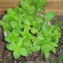 Garden_may_2008_-_59