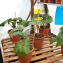 2008 - Final pots (Begonia)