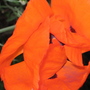 Garden_may_2008_-_68