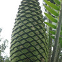 cycad.jpg