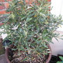 Garden_may_2008_-_72