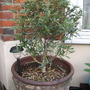 Garden_may_2008_-_73