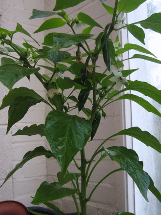 Chilli (Capsicum frutescens)