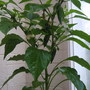 Chilli (Capsicum frutescens)
