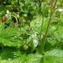 alpine strawberries (Fragaria vesca)