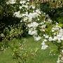 A garden flower photo (Pyracantha)