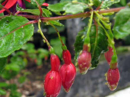 Greenfly infestation on Fuchsia