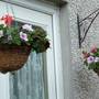 A garden flower photo