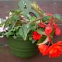 A garden flower photo