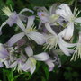 Clematis x jouiniana