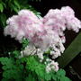 A garden flower photo (Thalictrum aquilegifolium)