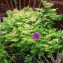 A garden flower photo (Sorbaria sorbifolia)