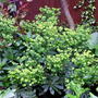 A garden flower photo (Euphorbia amygdaloides (Wood spurge))