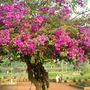 Hanging_gardens3