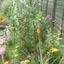 June garden